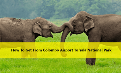 How To Get From Colombo Airport To Yala National Park