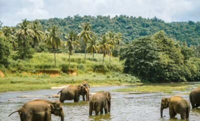 How To Get From Sigiriya To Kandy