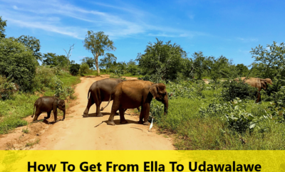 How To Get From Ella To Udawalawe