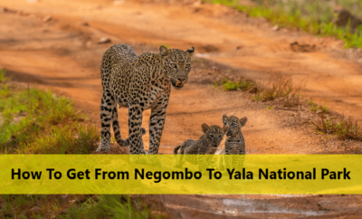 How To Get From Negombo To Yala National Park
