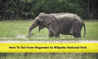 How To Get From Negombo to Wilpattu National Park