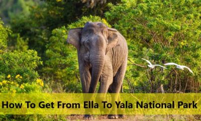 How To Get from Ella To Yala National Park