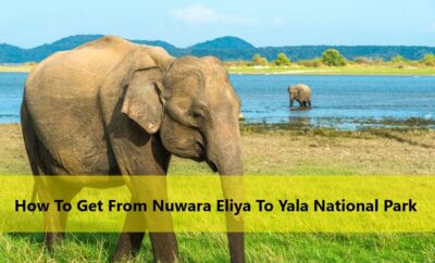 How To Get From Nuwara Eliya To Yala National Park