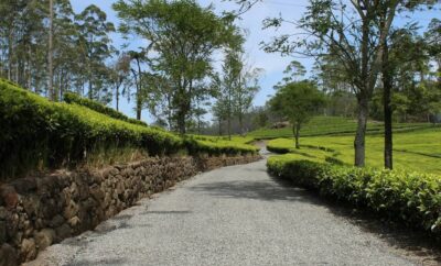 How to Get from Nuwara Eliya to Haputale